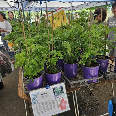 Sacramento’s Sunday Certified Farmers Market by null