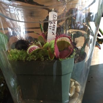 Natural Selection - Venus fly trap! - Taxidermy Near Me - Reno, Nevada