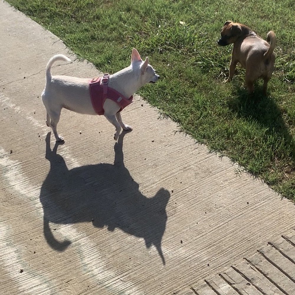 (My dog on a little patch of grass)