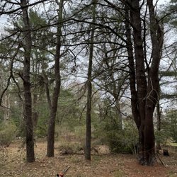 Beaver Tree Works - Trees before removal.