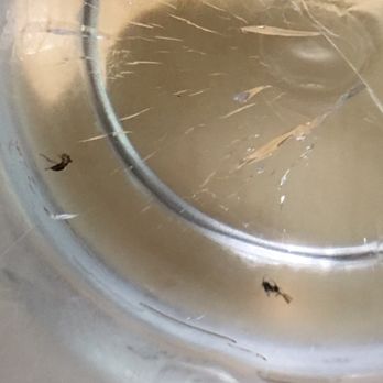 Ramen Yukinoya - Two bugs in my water - Ramen Near Me - Arcadia, California Ramen Yukinoya - Two bugs in my water - Ramen Near Me - Arcadia, California