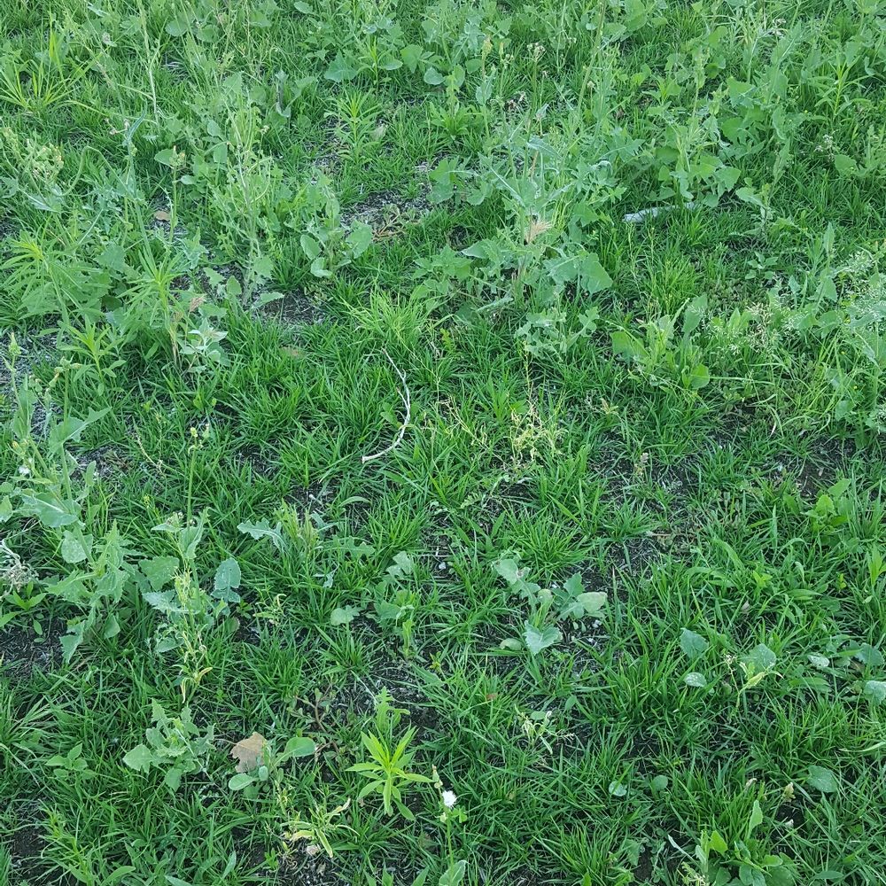 Sunshine Landscaping - Weeds and a bald spot - Gardeners Near Me Sunshine Landscaping - Weeds and a bald spot - Gardeners Near Me