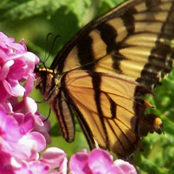 Skylands Manor - Swallowtail - Landmarks & Historical Buildings Near Me - Ringwood, New Jersey