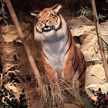 Rainforest Cafe - Tiger - American Near Me - Sunrise, Florida Rainforest Cafe - Tiger - American Near Me - Sunrise, Florida