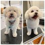West Palm Beach Grooming Gal