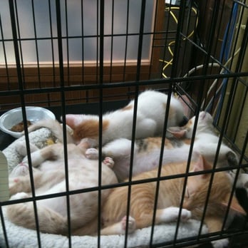 Petco - Pet Stores Near Me - New York, New York Petco - Pet Stores Near Me - New York, New York