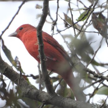 Eureka Skate Park - Summer Tanager found here yesterday! - Skate Parks Near Me - Eureka, California