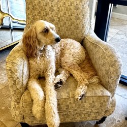 Ariana Home Furnishings & Design