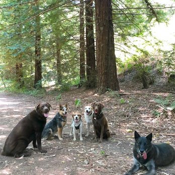 In Their Element - Charlie on a walk with her friends! - Dog Walkers Near Me