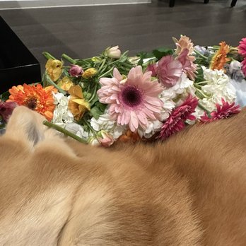 Mobile Pet Cremations - Pet Cremation Services Near Me Mobile Pet Cremations - Pet Cremation Services Near Me