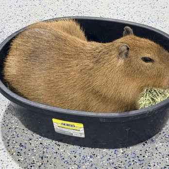 Capybara Cafe - capybara - Themed Cafes Near Me - St. Petersburg, Florida Capybara Cafe - capybara - Themed Cafes Near Me - St. Petersburg, Florida