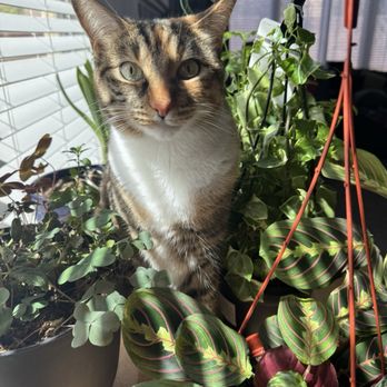 Star Nursery - My cat approves of plants purchased at Star Nursery - Nurseries & Gardening Near Me - North Las Vegas, Nevada Star Nursery - My cat approves of plants purchased at Star Nursery - Nurseries & Gardening Near Me - North Las Vegas, Nevada