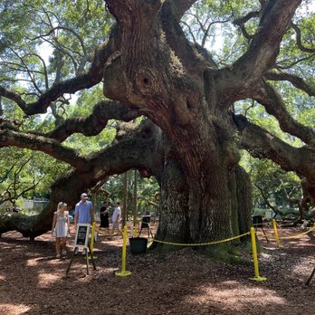 Angel Oak - Angel Oak - Parks Near Me - Johns Island, South Carolina Angel Oak - Angel Oak - Parks Near Me - Johns Island, South Carolina
