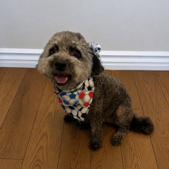 Happiness Grooming - Ready for the World Cup thanks to Happiness Grooming - Pet Groomers Near Me - Van Nuys, California