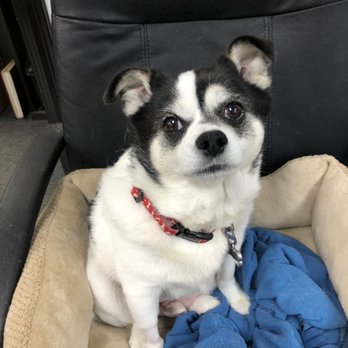 MedVet Akron - Charlie - Veterinarians Near Me - Akron, Ohio