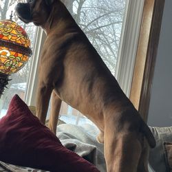 Boxer Blvd - Ben, our excellent watchdog!