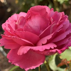 Otto & Sons Nursery - A rose I bought.