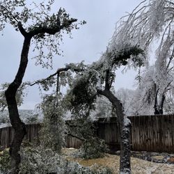 Jaimes Brothers Lawn And Landscaping - Ice Storm Damage