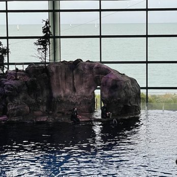 Shedd Aquarium - Aquariums Near Me - Chicago, Illinois