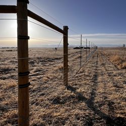 Black Fern Fencing
