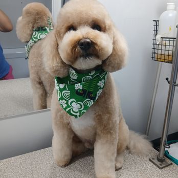 Lizgroom4u - Pet Groomers Near Me - Perris, California