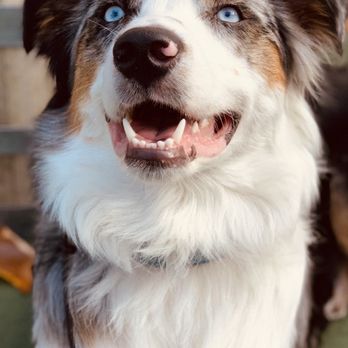 Little Wolf Canine Academy - Dog Walkers Near Me Little Wolf Canine Academy - Dog Walkers Near Me