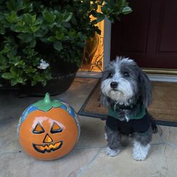 Amor Havanese