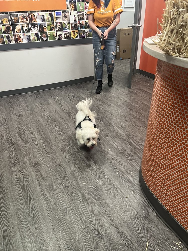 DOGTOPIA OF FORT COLLINS Updated October 2024 2101 S College Ave