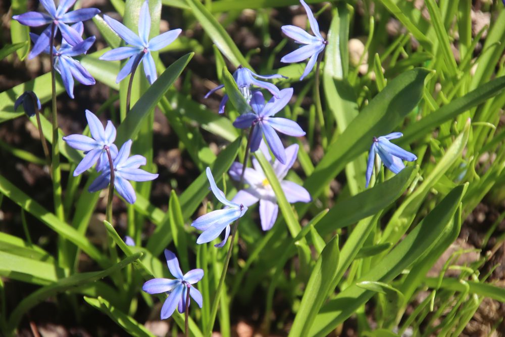 Hazlitt Red Cat Cellars - vineyard in Naples, NY