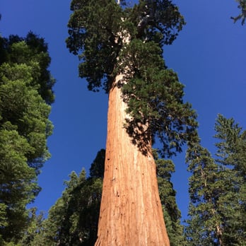 Grant Grove - General Grant, #3 world's largest - Hiking Near Me - Badger, California Grant Grove - General Grant, #3 world's largest - Hiking Near Me - Badger, California