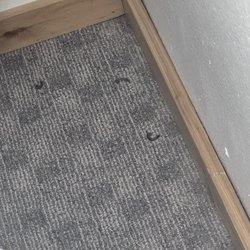 ChautauquaLodge - Dead bugs in corner.