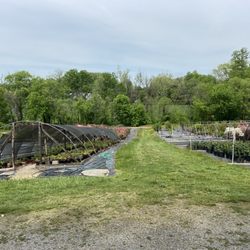 East Fork Nursery - Some of her plants at the nursery