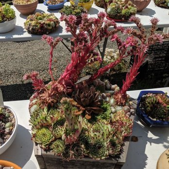 Simply Succulent - Nurseries & Gardening Near Me - Fort Bragg, California