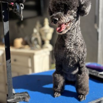 Grooming By Briana - Pet Groomers Near Me - Escondido , California Grooming By Briana - Pet Groomers Near Me - Escondido , California