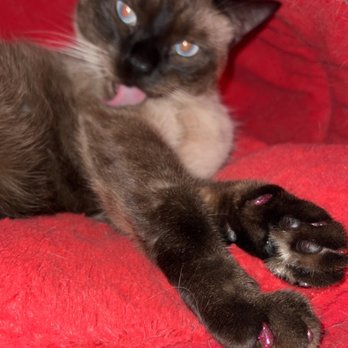 Houston SPCA - Milo being a Sassy kitty - Animal Shelters Near Me - Houston, Texas