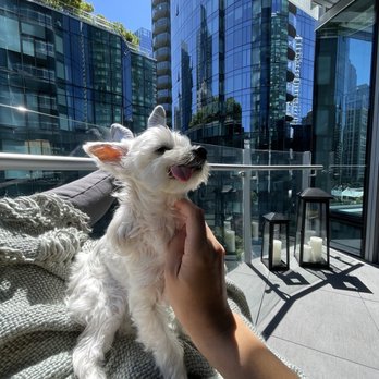 PuppyLux Mobile Spa - Benjamin - Pet Groomers Near Me PuppyLux Mobile Spa - Benjamin - Pet Groomers Near Me