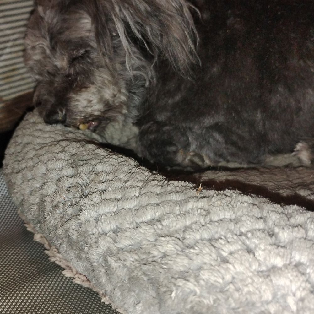 Dog Wash - Pet Sitting Near Me - Louisville, Kentucky Dog Wash - Pet Sitting Near Me - Louisville, Kentucky
