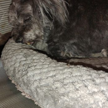 Dog Wash - Pet Sitting Near Me - Louisville, Kentucky