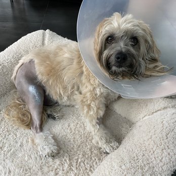 Blue Sky Veterinary Services - Veterinarians Near Me - San Diego, California