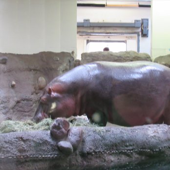 Denver Zoo - Zoos Near Me - Denver, Colorado Denver Zoo - Zoos Near Me - Denver, Colorado