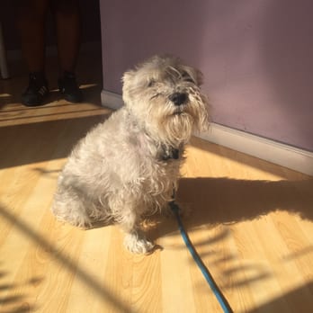 Doggy Dog Grooming - This is sad and haggard Bonita before her cut... - Pet Groomers Near Me - Richmond, California Doggy Dog Grooming - This is sad and haggard Bonita before her cut... - Pet Groomers Near Me - Richmond, California
