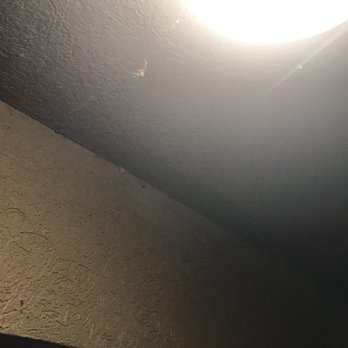 Econo Lodge At The Falls North - Nasty bugs and spiders around my room light - Hotels Near Me - Niagara Falls, New York Econo Lodge At The Falls North - Nasty bugs and spiders around my room light - Hotels Near Me - Niagara Falls, New York