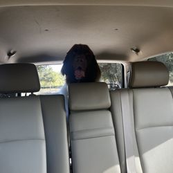 Ruff Cuts Dog Grooming - Feeling so fresh and so clean