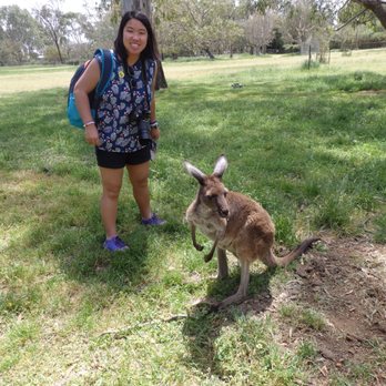 Cleland Wildlife Park - kangaroo - Coffee & Tea Near Me - Crafers, SA