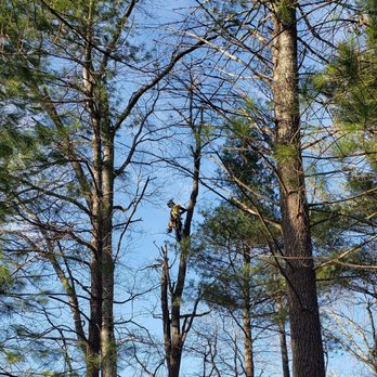 All Seasons Tree Service - Tree Services Near Me All Seasons Tree Service - Tree Services Near Me