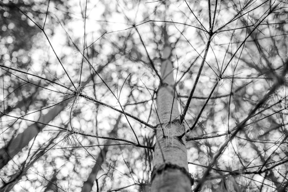 Hidden Timber Soul Sanctuary Logo