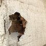 Photo of B.O.D.S. Termite and Pest Control