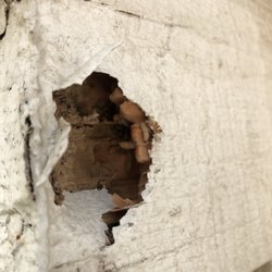 B.O.D.S. Termite and Pest Control - Dry wood termites in a fascia board.
