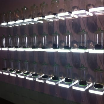 Gong Fu Tea - Tea Wall - Coffee & Tea Near Me - Des Moines, Iowa