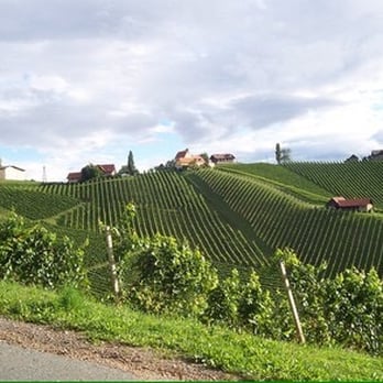 Mahorko - Germuth - Wineries Near Me - Leibnitz, 6